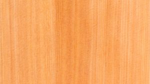 Taylor 14ce Solid Torrefied Spruce top | Sapele Back and sides | Fishman Pick-up